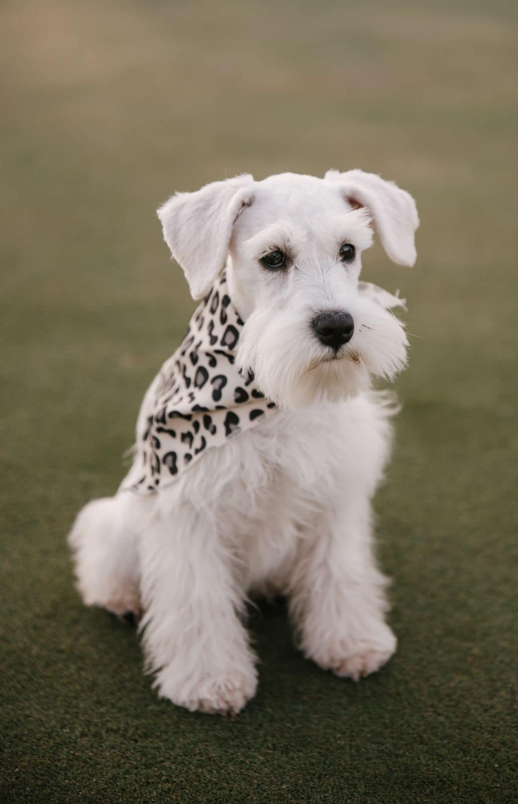 White Miniature Schnauzer puppy